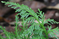 Selaginella longipinna