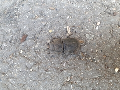 Serrognathus titanus castanicolor