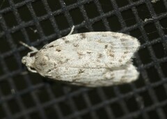 Agriophara horridula