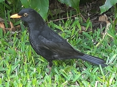 Turdus merula