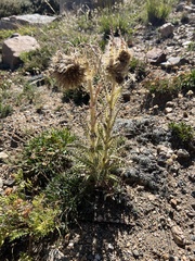 Cirsium scopulorum