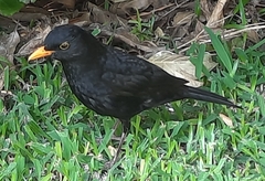 Turdus merula