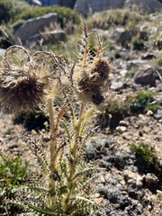 Cirsium scopulorum