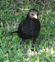 Turdus merula