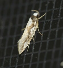 Machetis aphrobola