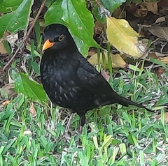 Turdus merula