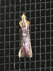 Cathyalia pallicostalis