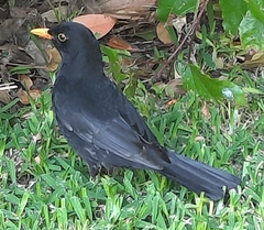 Turdus merula