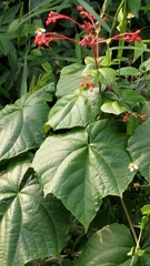 Clerodendrum japonicum