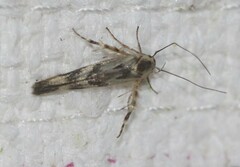 Stathmopoda melanochra