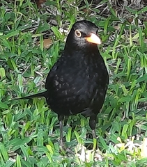 Turdus merula