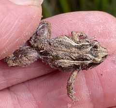 Crinia pseudinsignifera