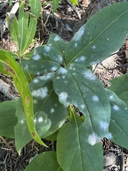 Golovinomyces cichoracearum