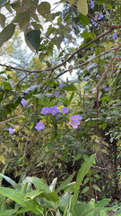 Thunbergia grandiflora