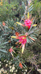 Lambertia formosa