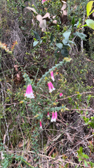 Epacris longiflora