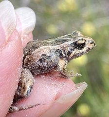 Crinia pseudinsignifera