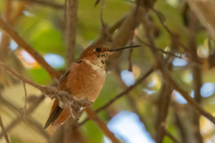 Selasphorus rufus