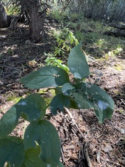 Golovinomyces cichoracearum