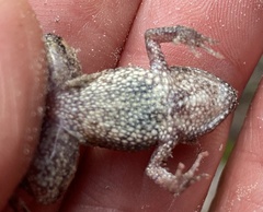 Crinia pseudinsignifera