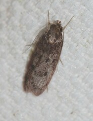 Hofmannophila pseudospretella