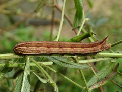 Theretra silhetensis