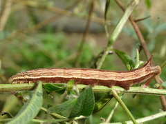 Theretra silhetensis