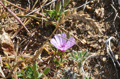 Clarkia purpurea