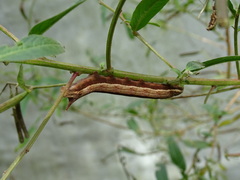 Theretra silhetensis