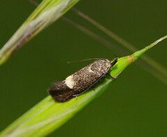 Leistomorpha brontoscopa