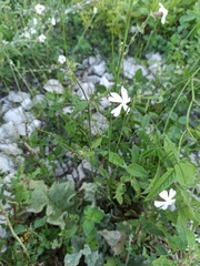Silene vulgaris