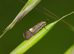 Leistomorpha brontoscopa