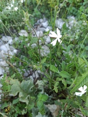 Silene vulgaris