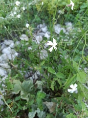 Silene vulgaris