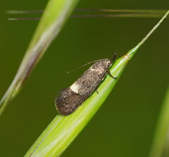 Leistomorpha brontoscopa