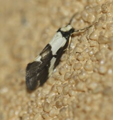 Philenora chionastis