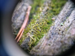 Crossocalyx hellerianus