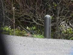 Fringilla coelebs gengleri