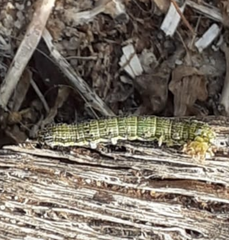 Helicoverpa armigera