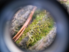 Crossocalyx hellerianus