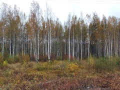Betula platyphylla