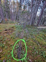 Crossocalyx hellerianus