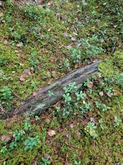 Crossocalyx hellerianus