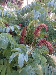 Melianthus