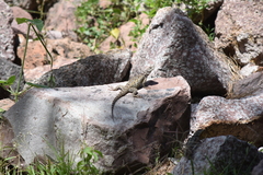 Sceloporus torquatus