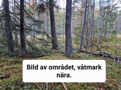 Crossocalyx hellerianus