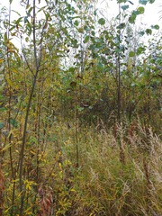 Alnus hirsuta