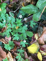 Geranium sibiricum