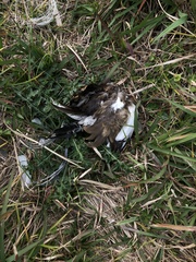 Hydrophasianus chirurgus