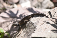 Sceloporus torquatus